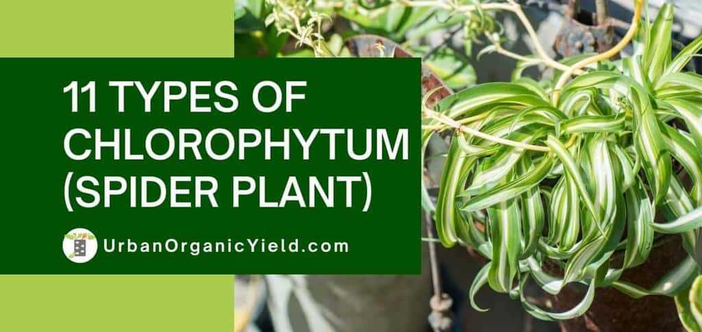 Propagating Chlorophytum