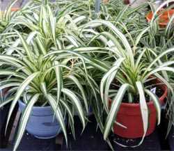 Choosing the Right Location for Your Spider Plant