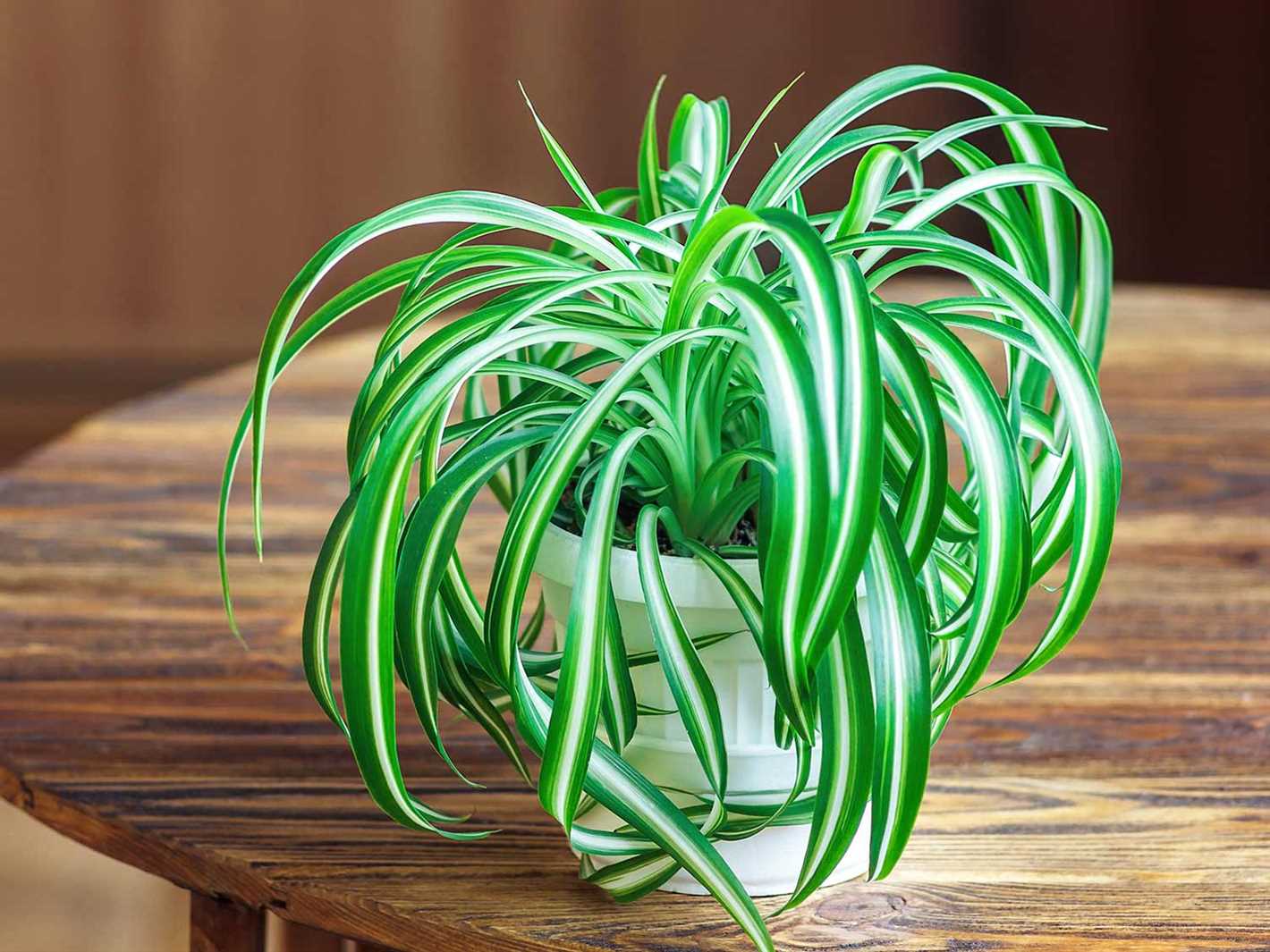 Fertilizing Spider Plants