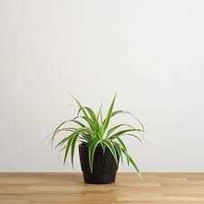 Benefits of Growing Spider Plants