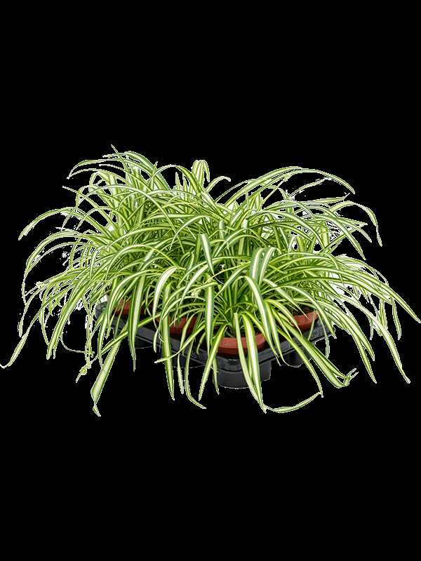 Common Pests and Diseases Affecting Chlorophytum Tufted