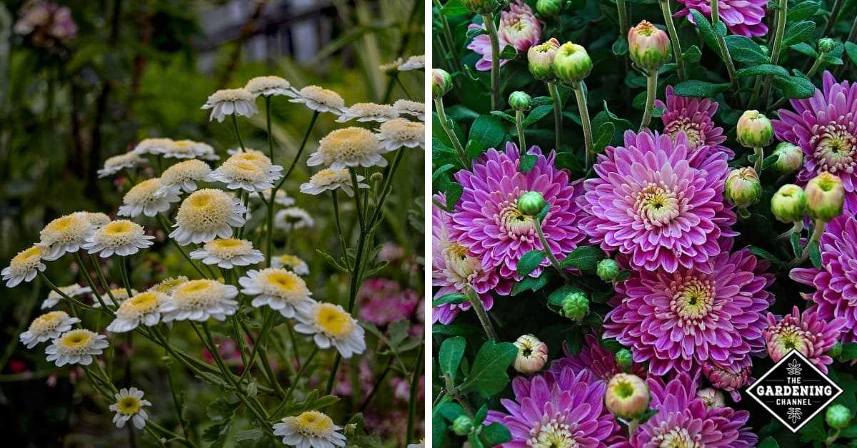 Pruning and Pinching Chrysanthemums for Optimal Growth