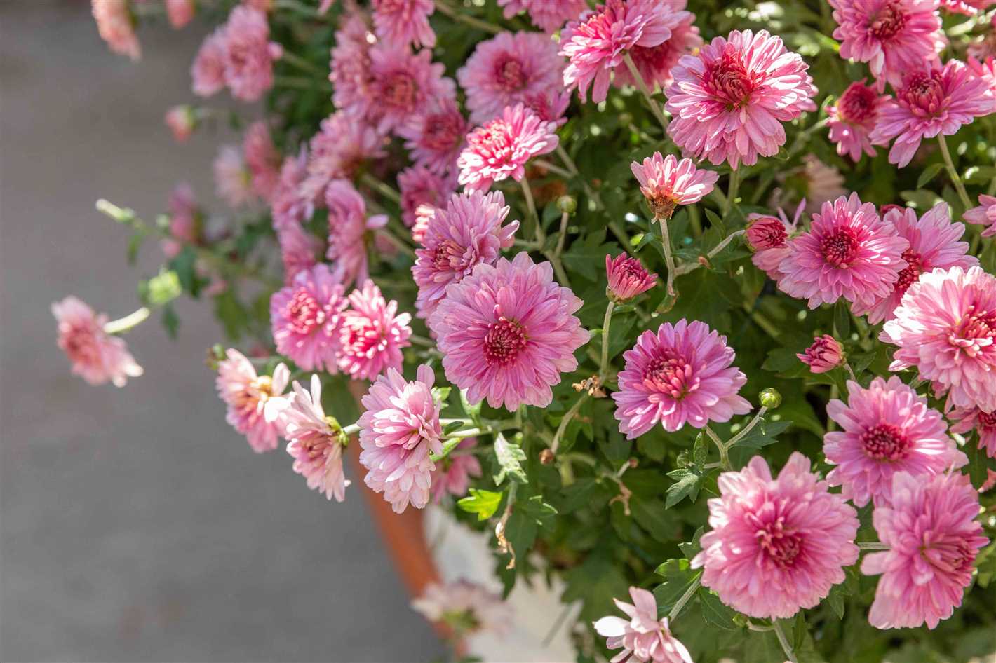 Preparing the Soil for Chrysanthemums