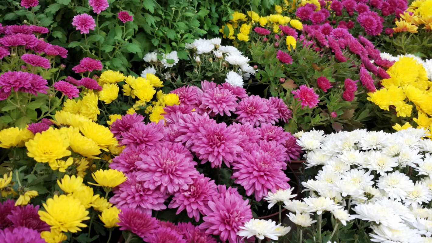 How to Prune Chrysanthemums