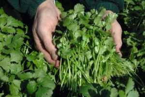 Culinary Uses of Cilantro