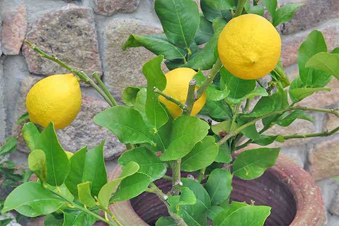 citrus plants from seeds types of citrus plants zaucj1w1