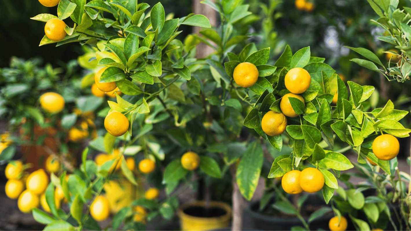 Common Issues and Pests for Citrus Plants