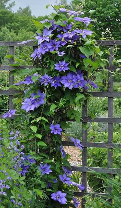 Pruning Clematis: Tips from the Experts