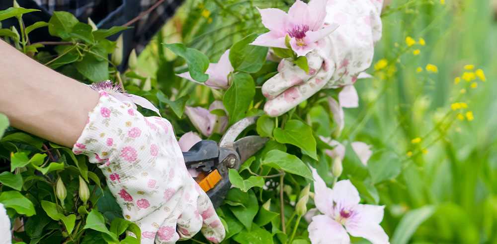 4. Pruning Techniques: