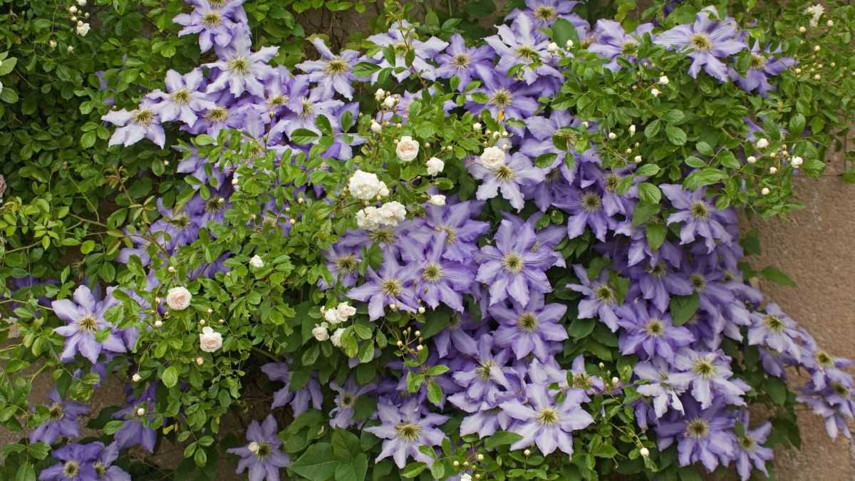 clematis growing from seeds in the garden pruning vjv531mn