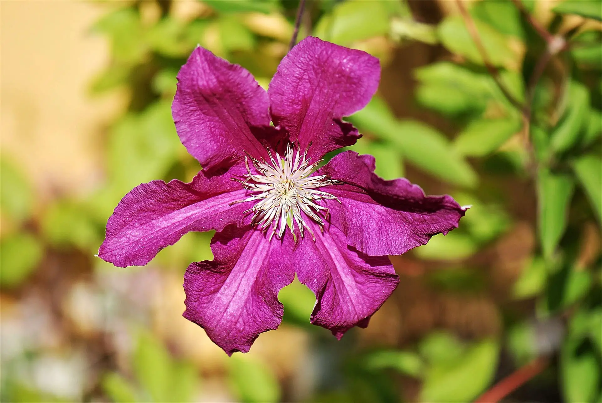 Improving Drainage for Clematis