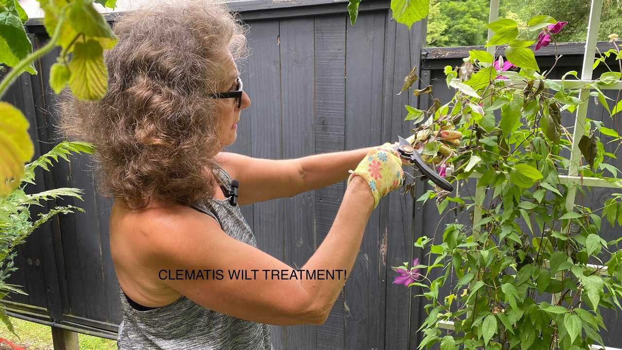 How Poor Drainage Affects Clematis