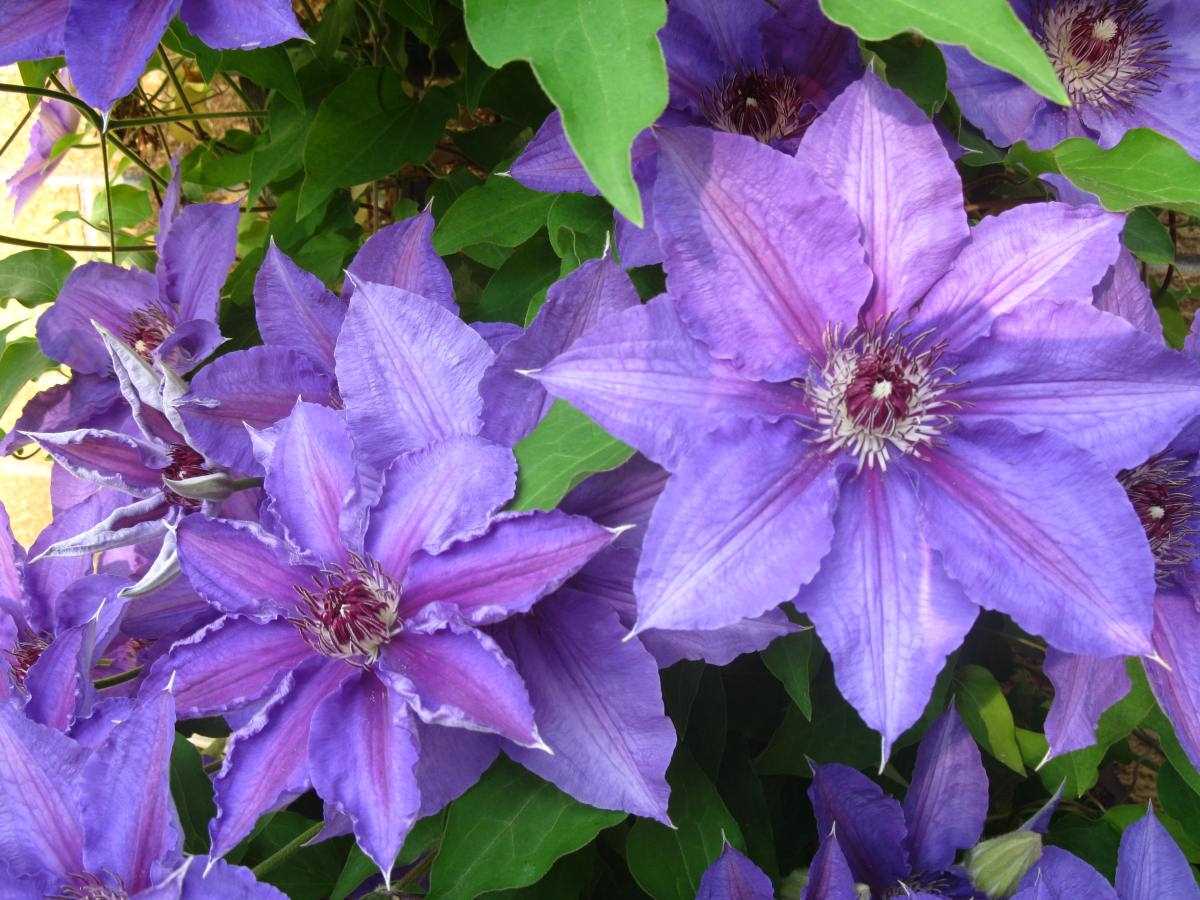 Possible Causes of Clematis Wilting