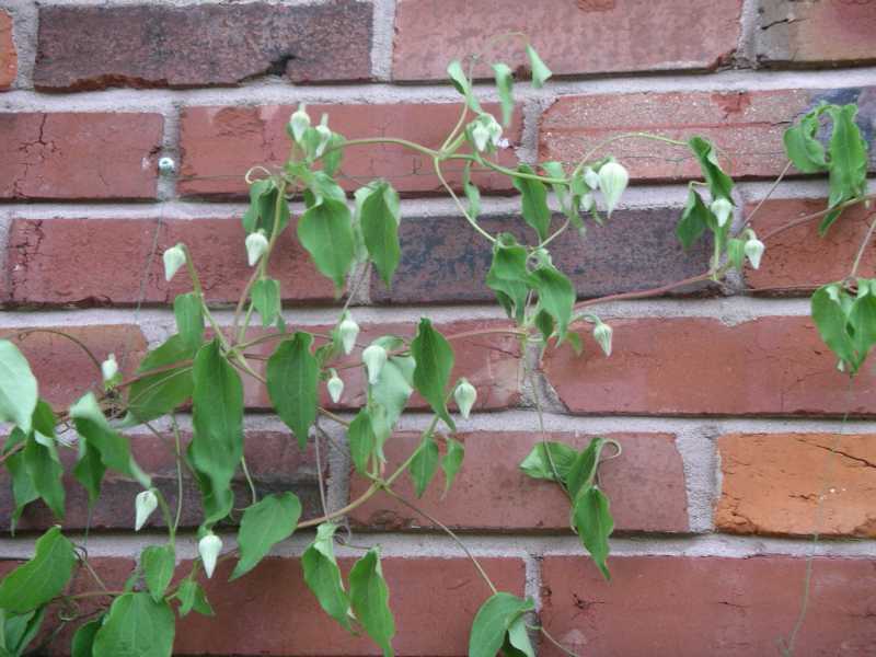 Poor Drainage: The Hidden Culprit Behind Clematis Wilting