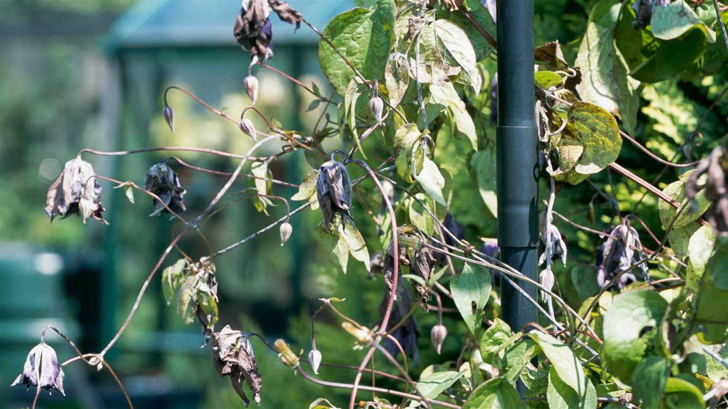 Clematis Wilting: Overwatering or Underwatering?