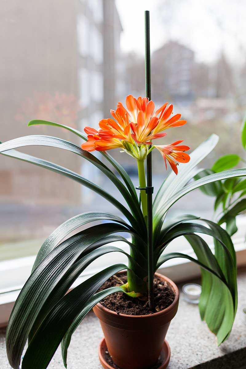 5. Clivia x cyrtanthiflora