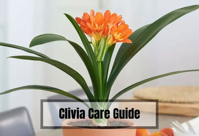 Factors that affect Clivia blooming season: