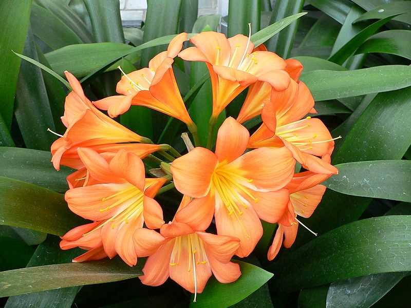 2. Clivia nobilis