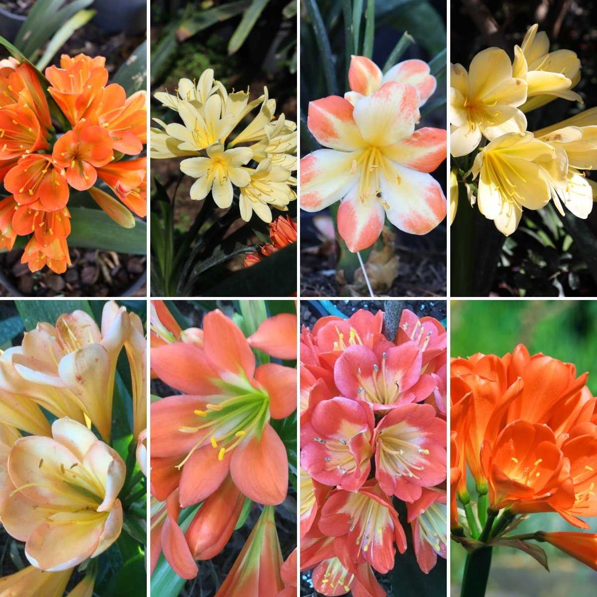 4. Clivia caulescens