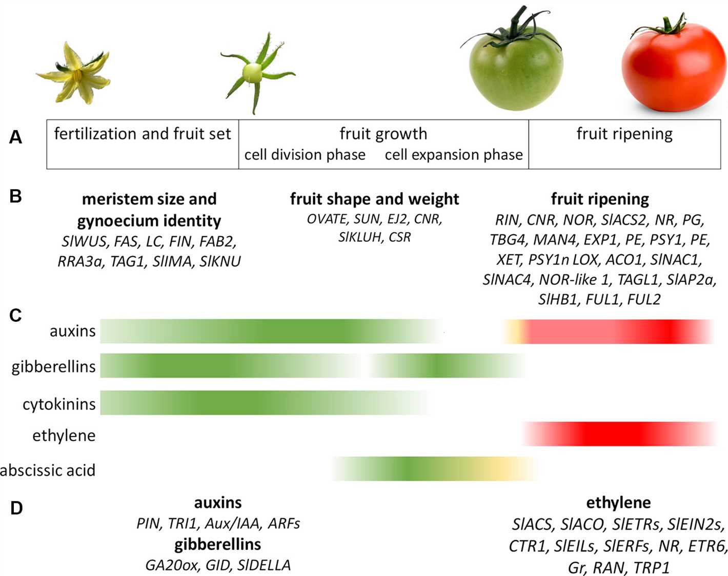 3. Pruning and Training Techniques