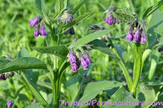 Comfrey Cultivation: All You Need to Know