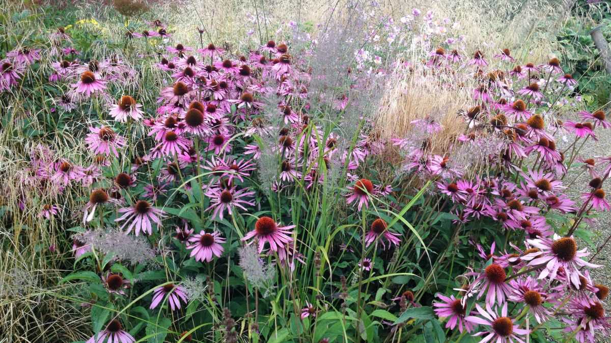 coneflower growing in the garden types and varieti bngt7bsv