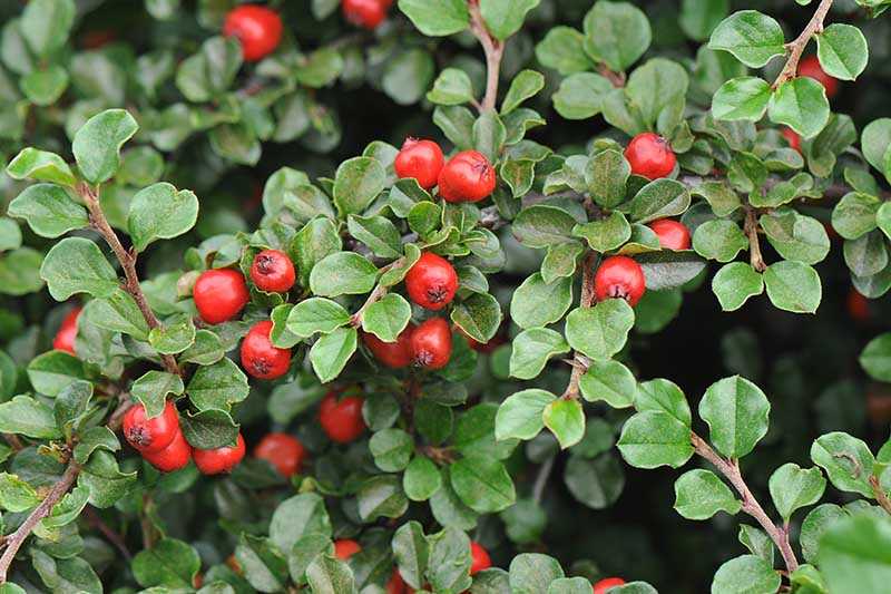 Planting Cotoneaster: Step-by-Step Guide