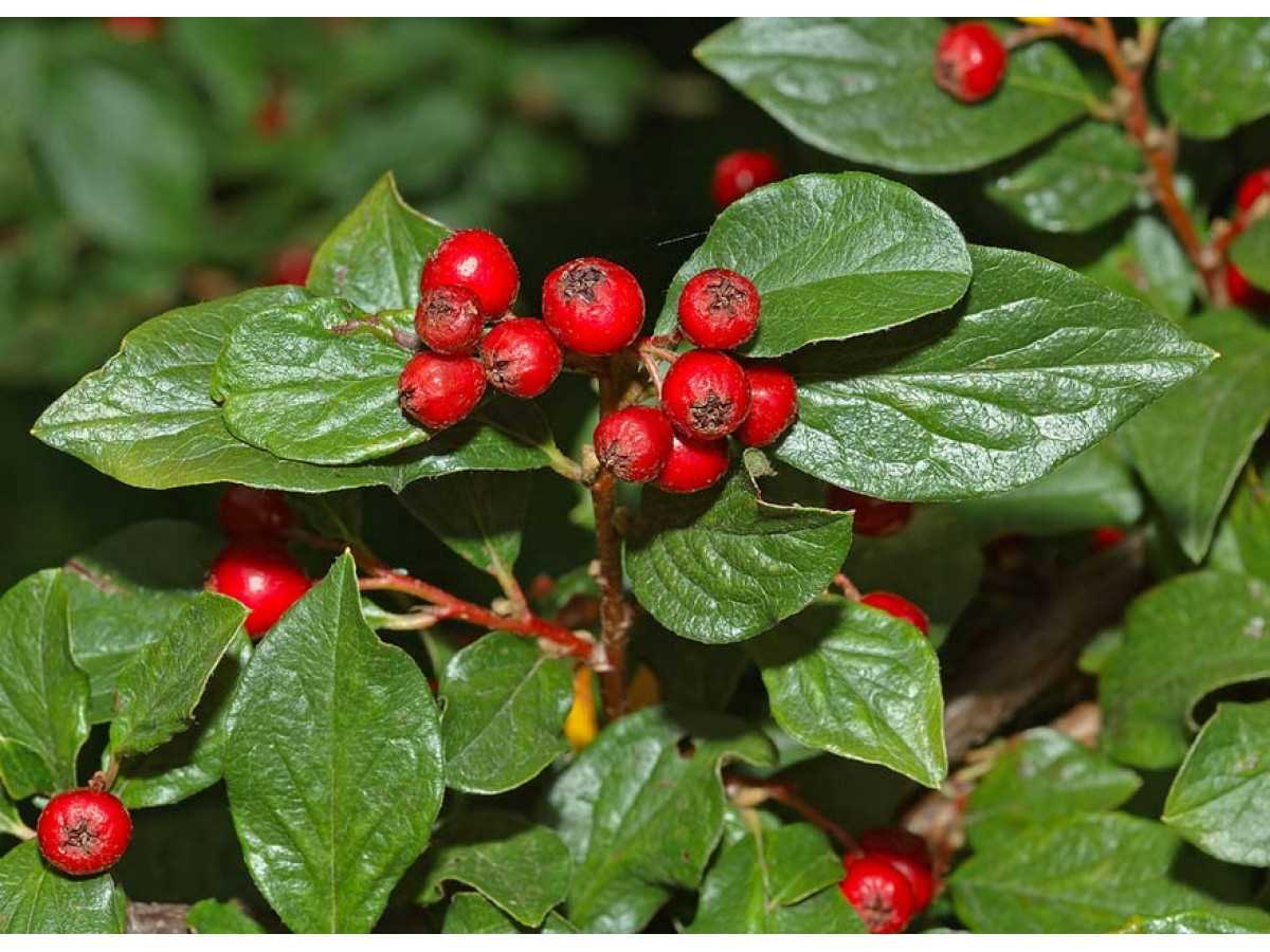6. Cotoneaster salicifolius (Willow-leaf Cotoneaster)