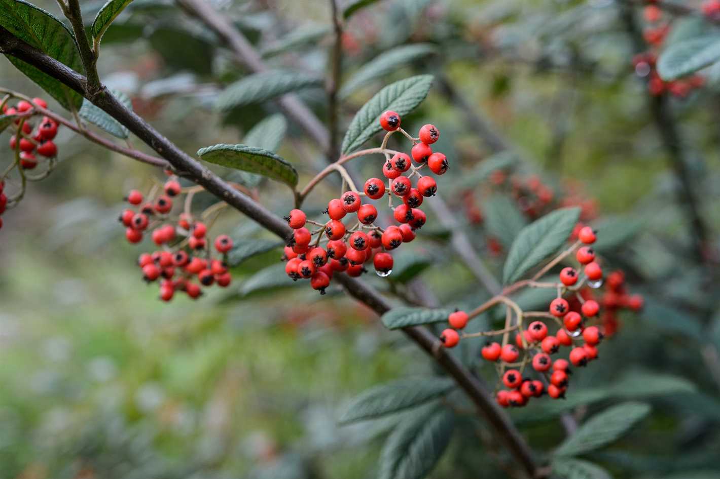 Cotoneaster: planting and cultivation, types and varieties