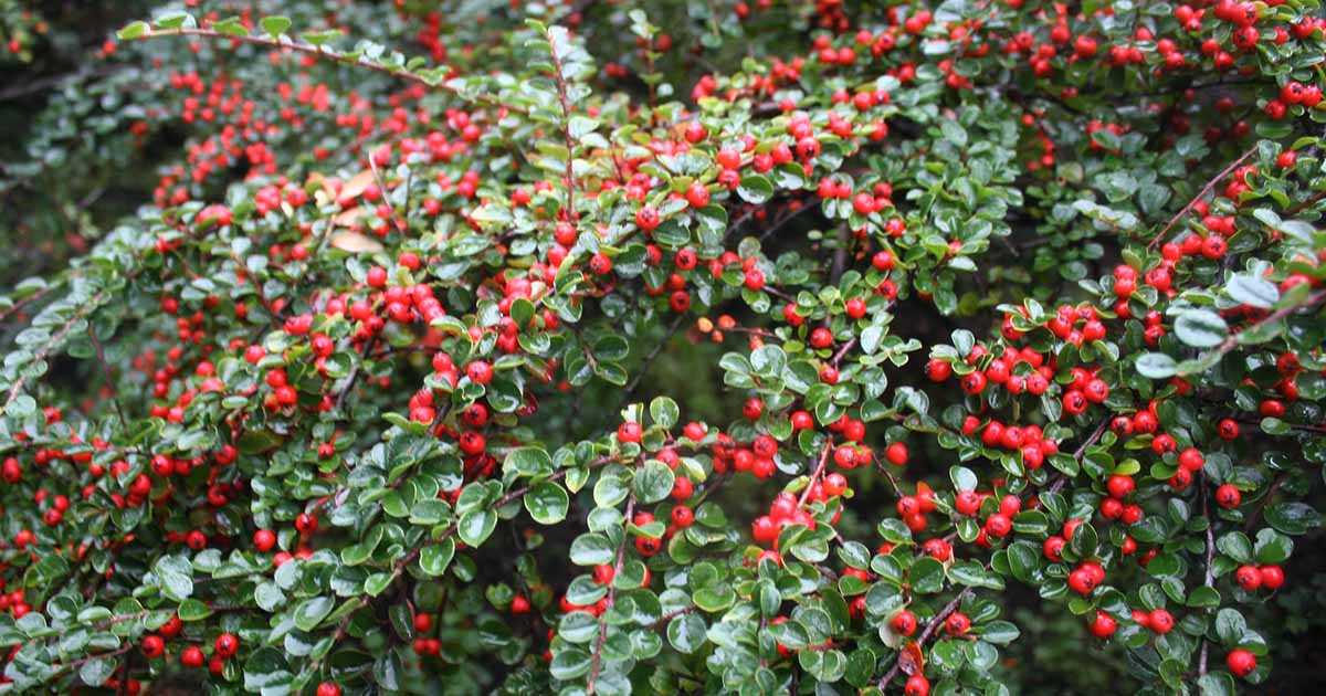 Watering and Fertilizing Cotoneaster