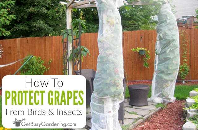 Protecting Against Pests: Preventing Damage to Grape Vines