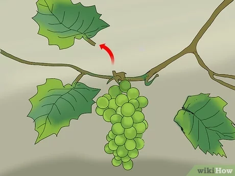 Preparing for Winter: Why Covering Grapes is Essential