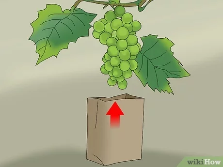 covering grapes for winter how to lay what to co c2mc01e4