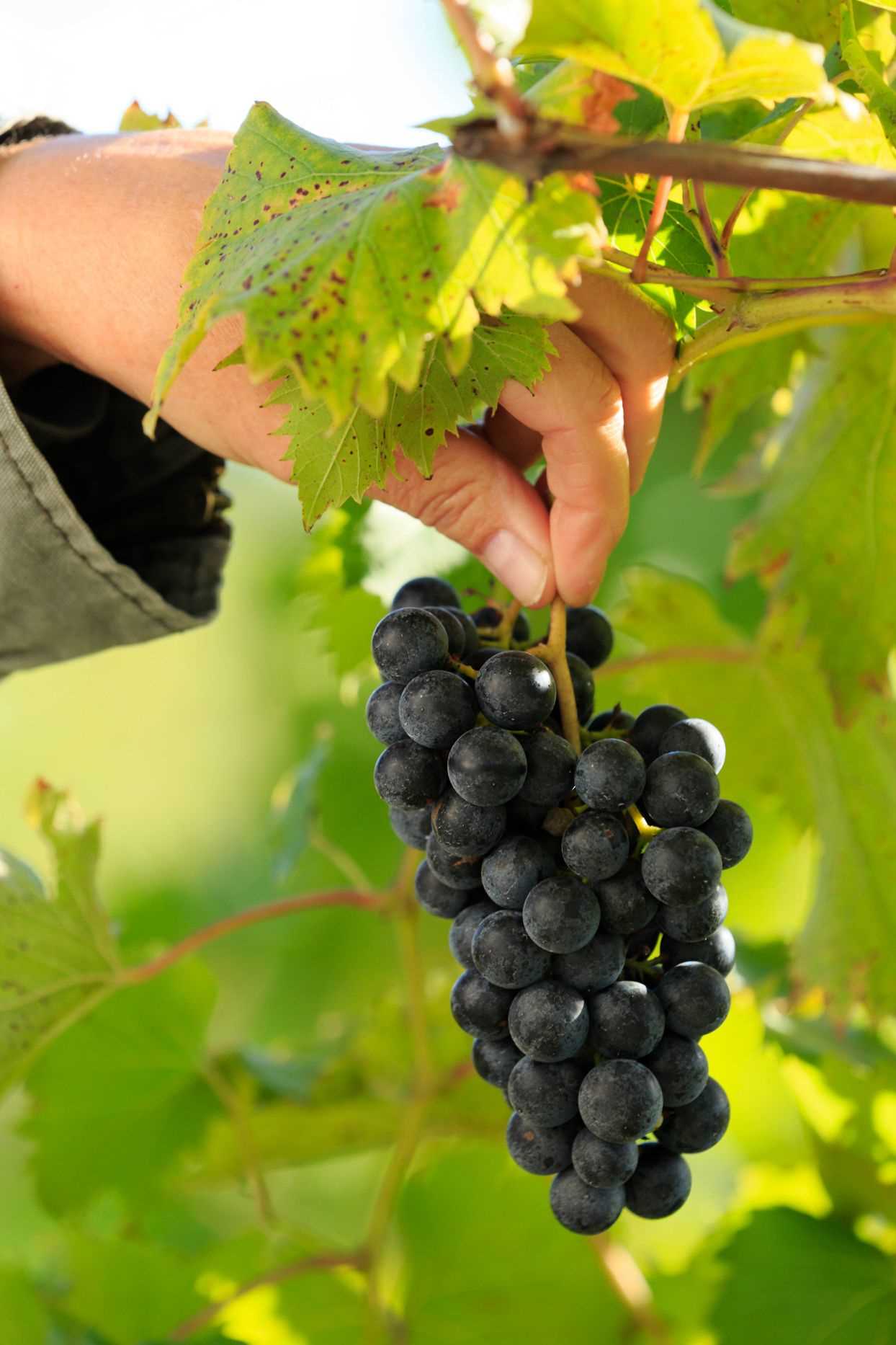 Selecting the Best Materials: Options for Grape Covers