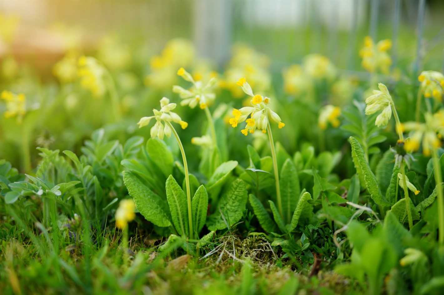 Why is Cowslip Popular?