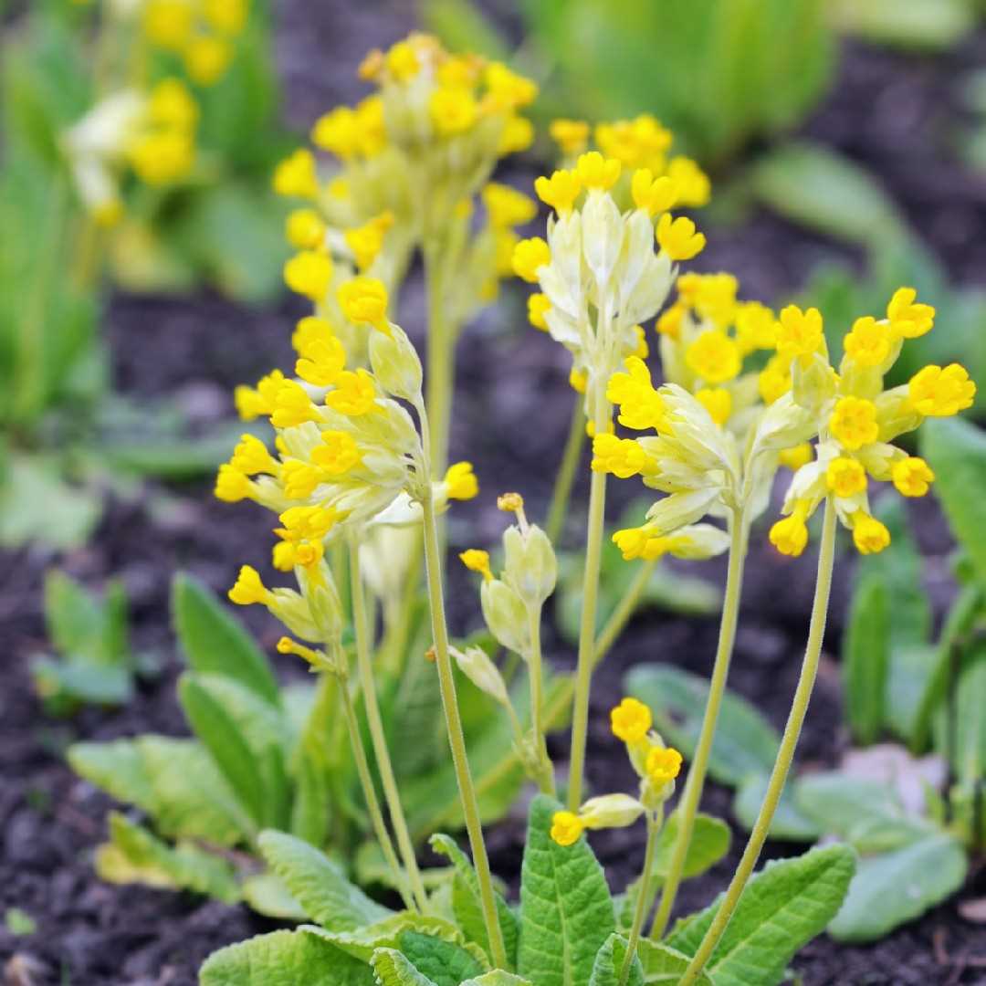 Planting Cowslip