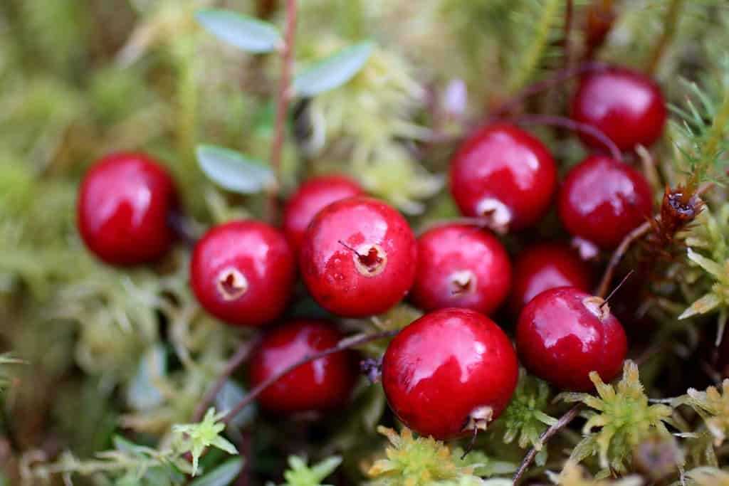 Delicious Recipes with Cranberries