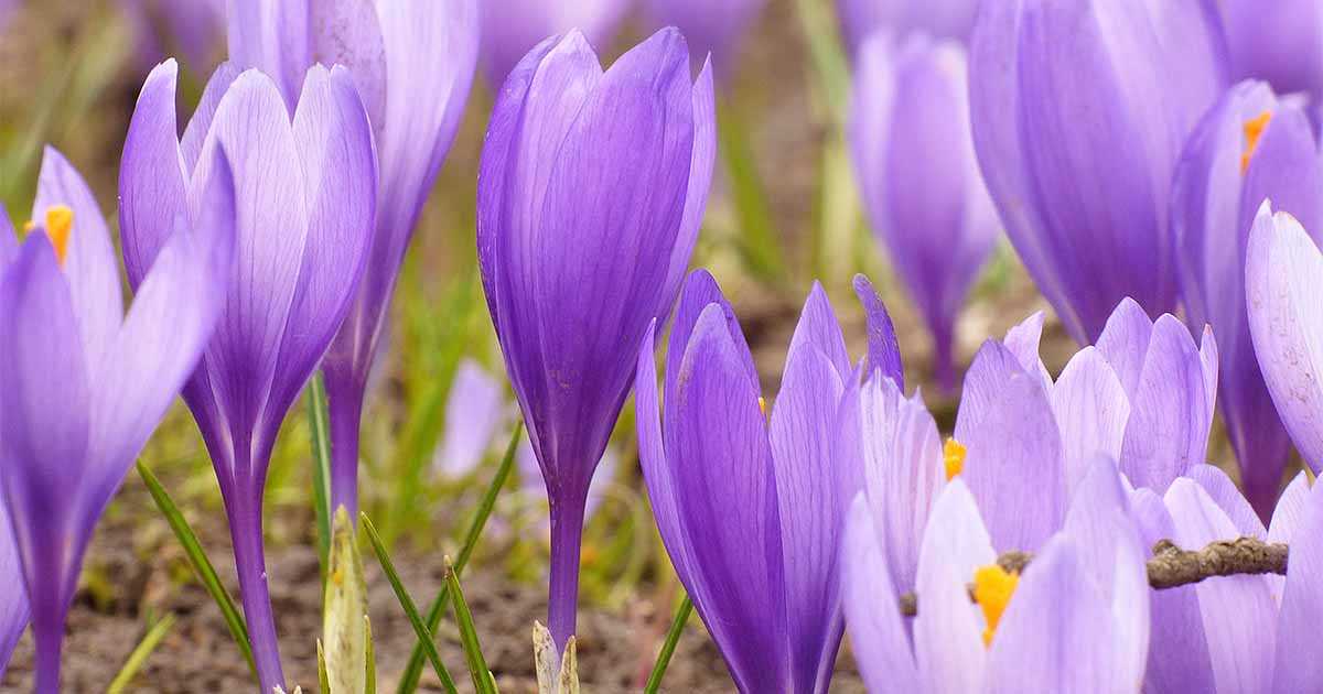 Planting Crocuses: Tips and Techniques