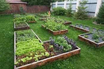 crop rotation in the vegetable garden for 4 years 5geza5gy