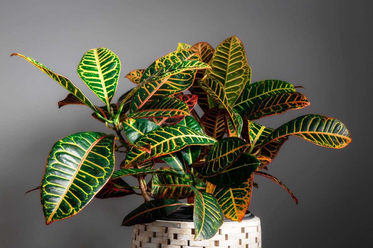 Popular Croton Species