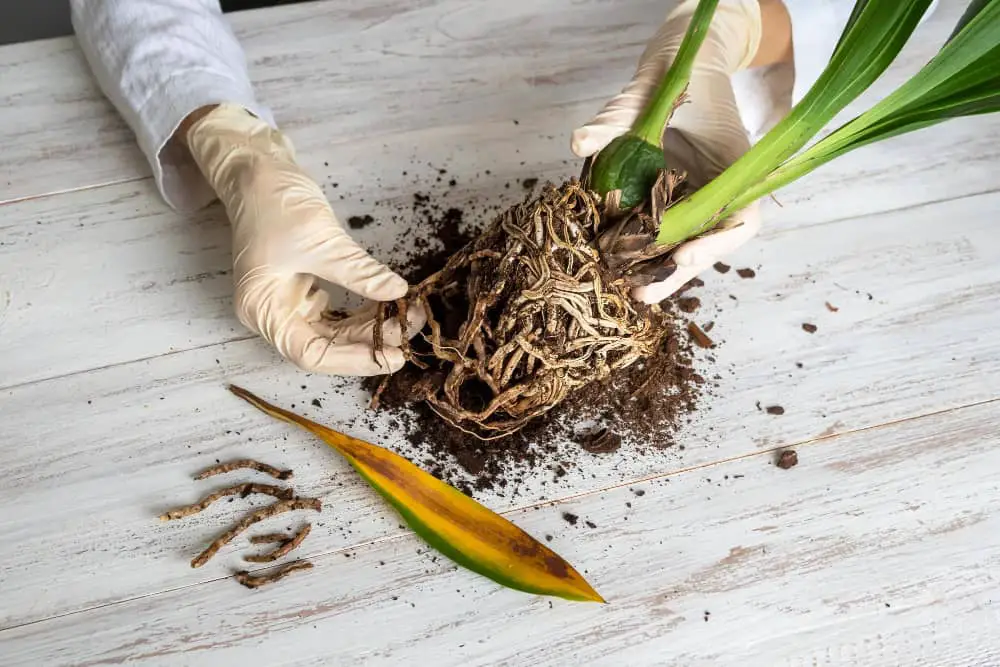 Understanding Cucumber Root Rot