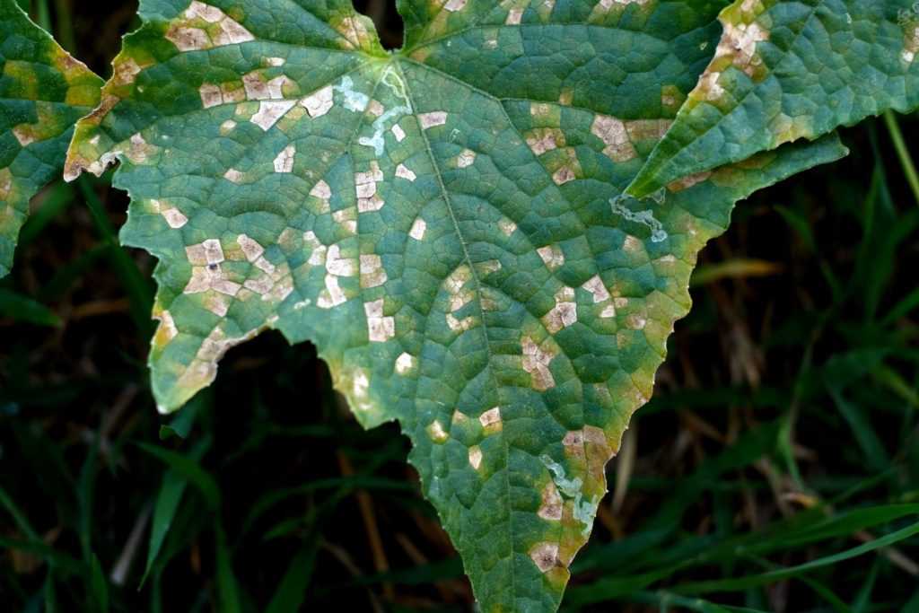 cucumbers diseases and their treatment