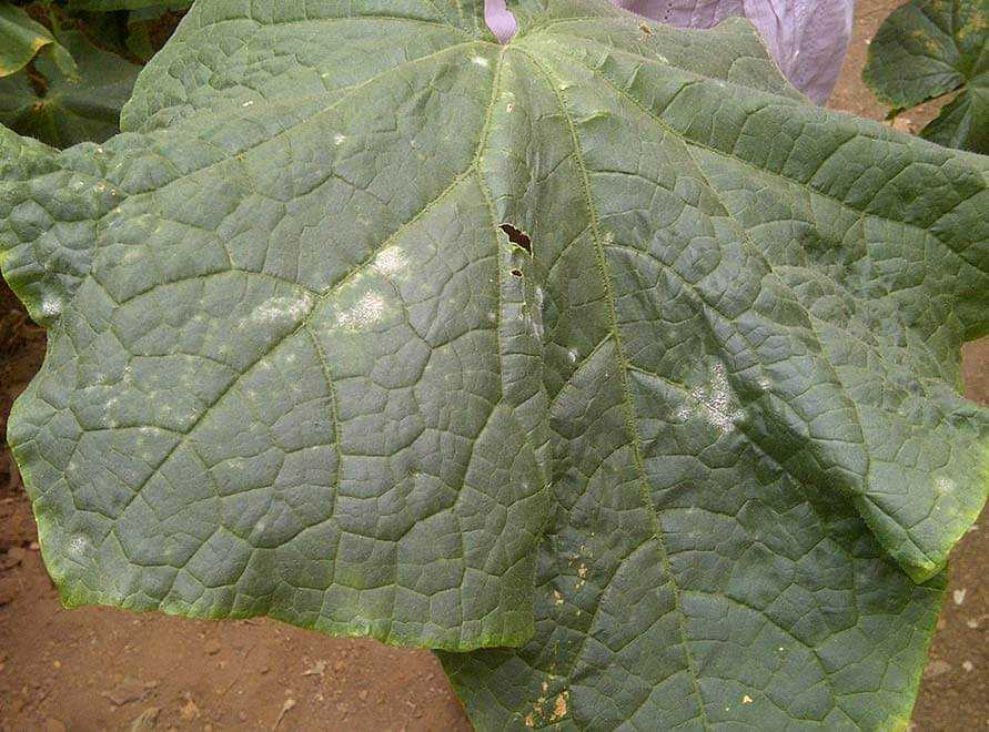 Cucumbers and Their Common Diseases