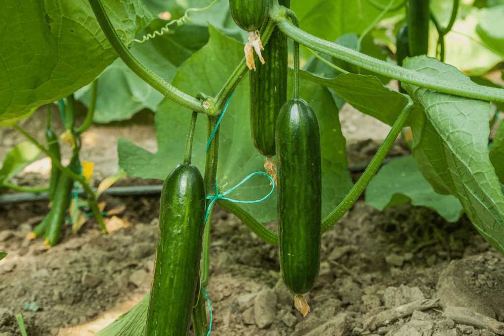 Delicious Recipes with Late-Season Cucumbers