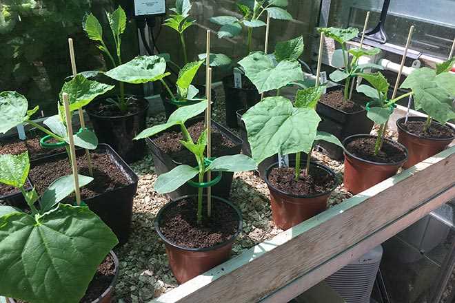 Transplanting Seedlings to Bigger Pots