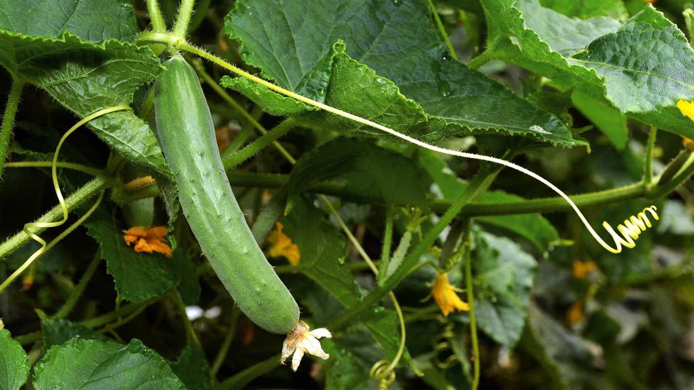 Benefits of Planting Cucumbers on the Windowsill