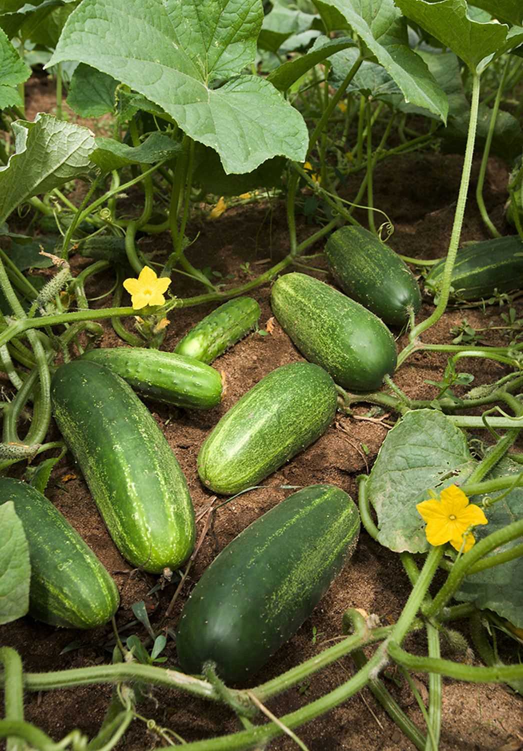 8. Harvesting