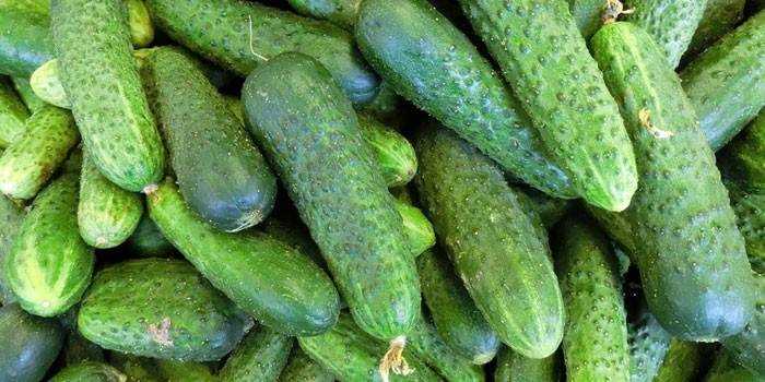 Cucumbers for Outdoor Cultivation