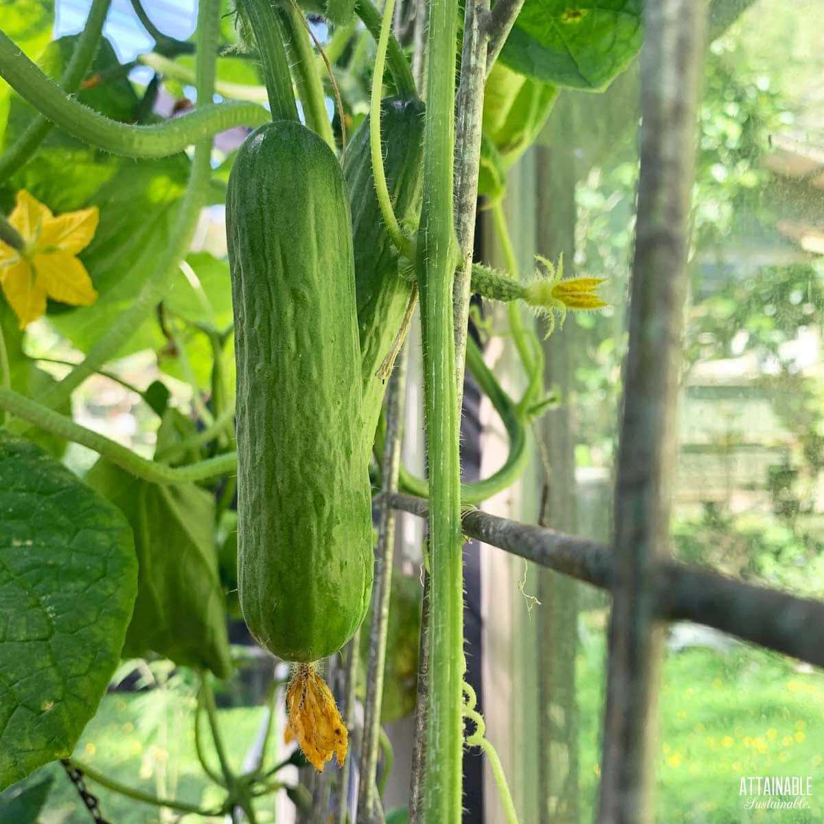 3. Storing freshly harvested cucumbers: