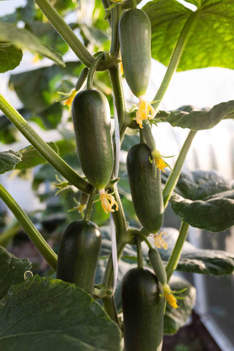 5. Using harvested cucumbers: